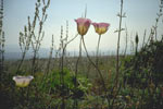 Mariposa Lillies